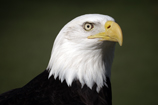**** HOME PAGE ****
   
All of our products are
Proudly made in the USA